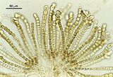 Cladosiphon zosterae4
